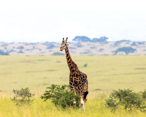 giraffe