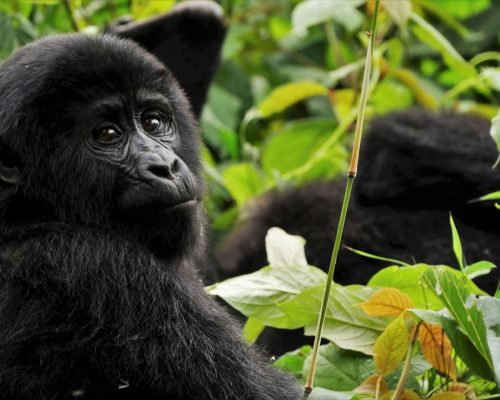 gorilla