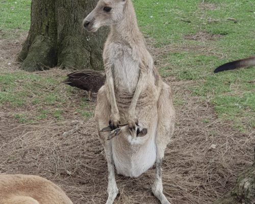 joey sitting in kangaroos pouch head first-Newcastle
