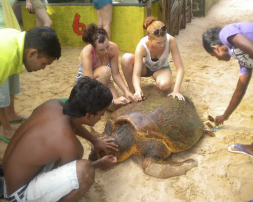 turtle conservation on 4 week experience