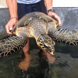 turtle conservation work in bali